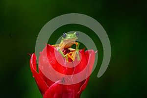 Gliding tree frog Agalychnis spurrelli is a species of frog in family Hylidae photo