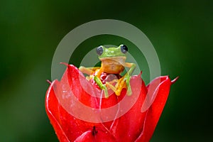 Gliding tree frog Agalychnis spurrelli is a species of frog in family Hylidae photo