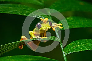 Gliding tree frog Agalychnis spurrelli is a species of frog in family Hylidae photo