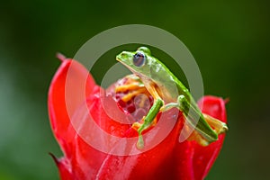 Gliding tree frog Agalychnis spurrelli is a species of frog in family Hylidae.