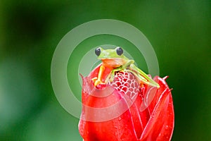 Gliding tree frog Agalychnis spurrelli is a species of frog in family Hylidae