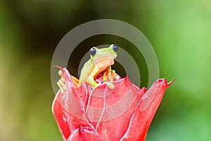 Gliding tree frog Agalychnis spurrelli is a species of frog in family Hylidae