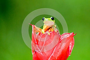 Gliding tree frog Agalychnis spurrelli is a species of frog in family Hylidae