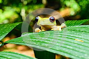 Gliding tree frog Agalychnis spurrelli is a species of frog in family Hylidae