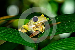 Gliding tree frog Agalychnis spurrelli is a species of frog in family Hylidae