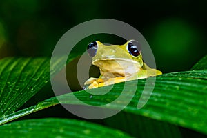 Gliding tree frog Agalychnis spurrelli is a species of frog in family Hylidae