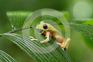 Gliding tree frog Agalychnis spurrelli is a species of frog in family Hylidae