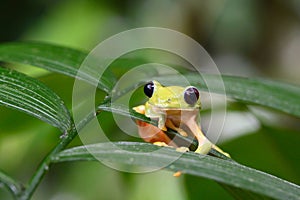 Gliding tree frog Agalychnis spurrelli is a species of frog in family Hylidae