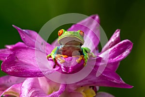 Gliding tree frog Agalychnis spurrelli is a species of frog in family Hylidae