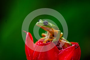 Gliding tree frog Agalychnis spurrelli is a species of frog in family Hylidae