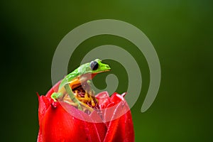 Gliding tree frog Agalychnis spurrelli is a species of frog in family Hylidae