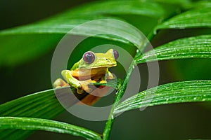 Gliding tree frog Agalychnis spurrelli is a species of frog in family Hylidae