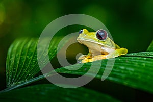 Gliding tree frog Agalychnis spurrelli is a species of frog in family Hylidae