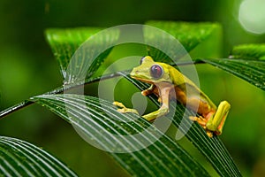 Gliding tree frog Agalychnis spurrelli is a species of frog in family Hylidae