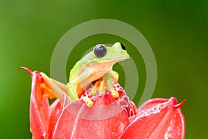 Gliding tree frog Agalychnis spurrelli is a species of frog in family Hylidae photo