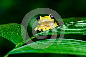 Gliding tree frog Agalychnis spurrelli is a species of frog in family Hylidae photo