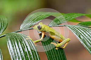 Gliding tree frog Agalychnis spurrelli is a species of frog in family Hylidae photo