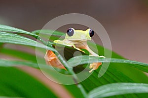 Gliding tree frog Agalychnis spurrelli is a species of frog in family Hylidae photo