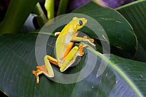 Gliding Treefrog