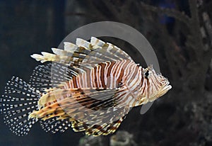 Gliding Turkeyfish Swimming Along Underwater