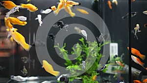 Gliding view of multicolored swordtails swimming in glass aquariums in pet shop