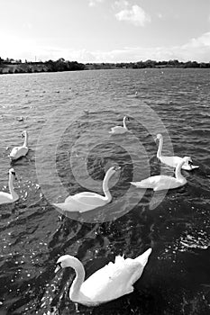 Gliding white swans photo