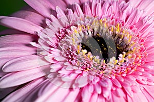 Glimmering Pink Delight: Macro View of Barbeton Daisy with Golden Dust