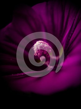 A glimpse into the heart of nature