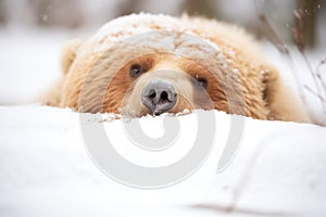 glimpse of hibernating bear through snow mound