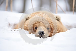 glimpse of hibernating bear through snow mound