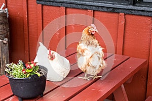 A glimpse of traditional lifestyle in The Amish Village, Pennsylvania photo