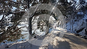 A glimpse of a tree-lined street near the sea with people walking around in a winter day in Scandinavia