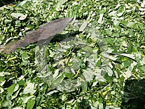 Gliricidia sepium (Wetimara) Leaf For Composting