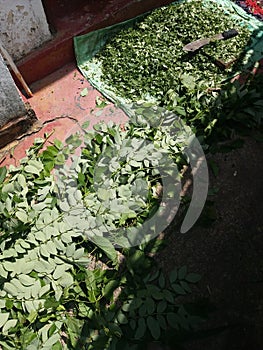 Gliricidia sepium (Wetimara) Leaf For Composting