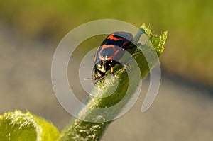 Glischrochilus quadripunctata beetle