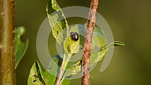 Glischrochilus quadripunctata beetle on small green leaf