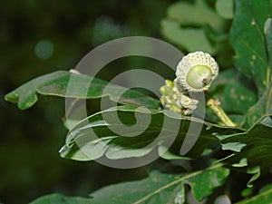 Glistening acorns and leaves in Hertfordshire Parkland