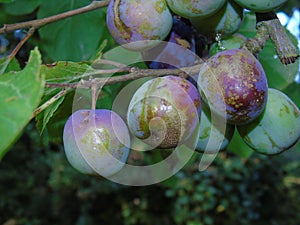 Glistening acorns and leaves in Hertfordshire Parkland