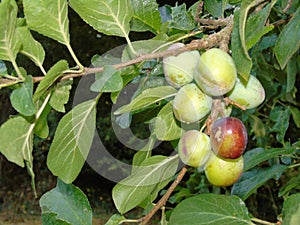 Glistening berries in Hertfordshire Parkland