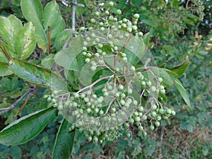 Glistening berries and leaves in Hertfordshire Parkland