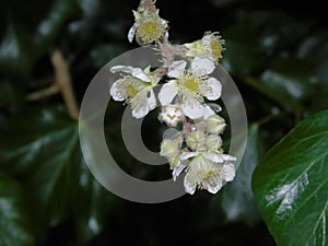 Glistening berries and leaves in Hertfordshire Parkland