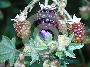 Glistening berries and leaves in Hertfordshire Parkland