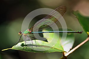 The Glistening Demoiselle photo