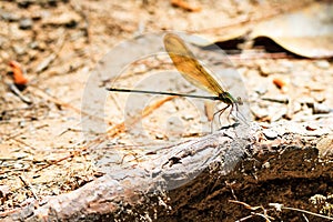 Glistening Demoiselle photo