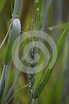 glistening dew drops on wheat crop