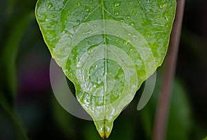 Glistening droplets adorn a lush green leaf in the macro close-up, refracting light like nature\'s jewels, a tranquil oasis