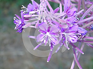 Glistening flowers and leaves in Hertfordshire Parkland