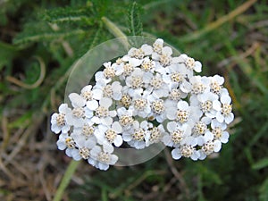 Glistening flowers and leaves in Hertfordshire Parkland