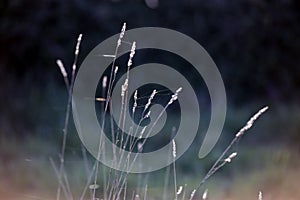 Glistening grass at sunset