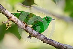 Glistening-green Tanager - Chlorochrysa phoenicotis